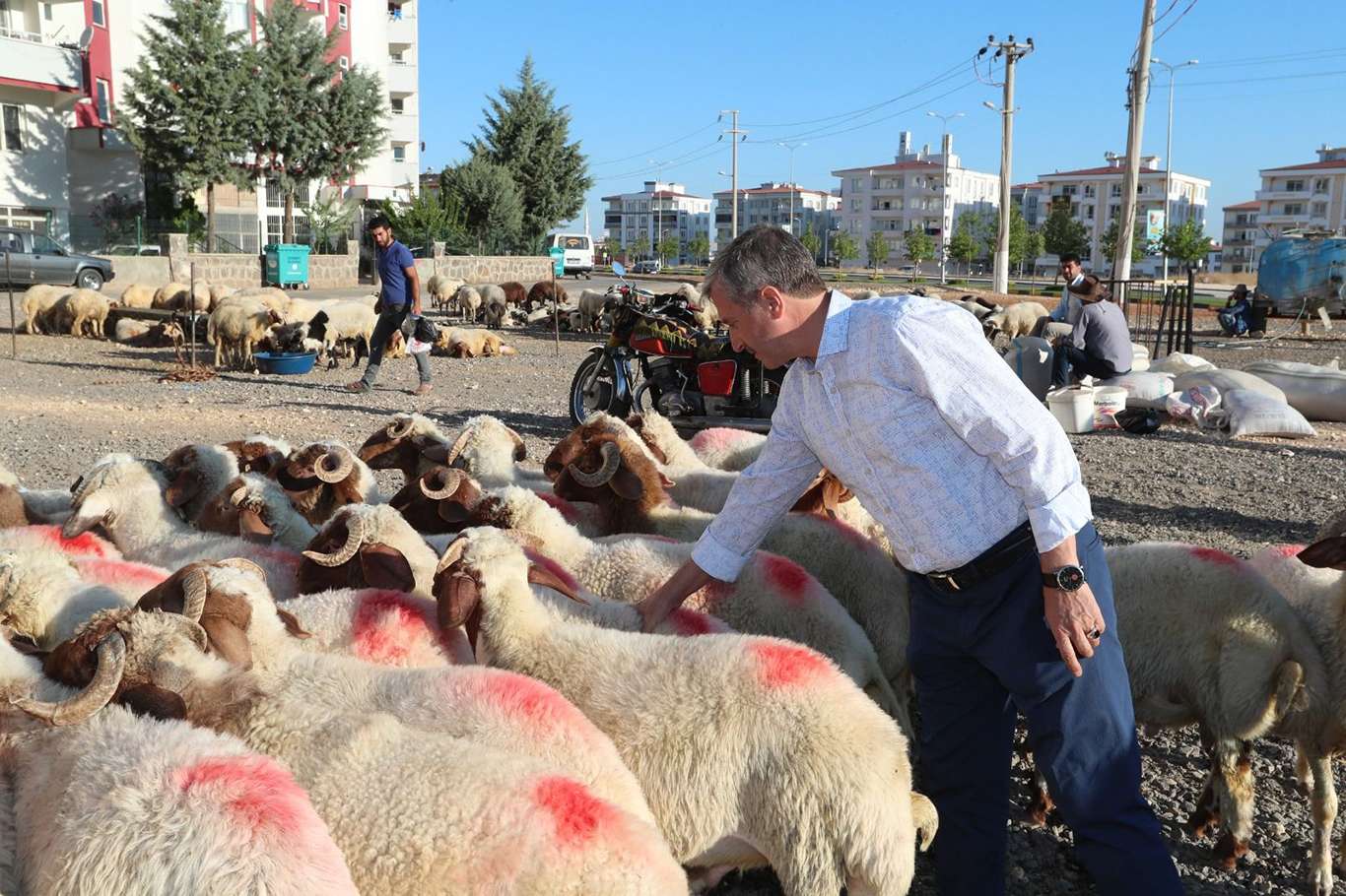 Gaziantep’te kurban satış ve kesim noktaları belirlendi Gaziantep’te kurban satış ve kesim noktaları belirlendi